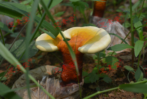 破壁灵芝孢子粉壮阳吗？