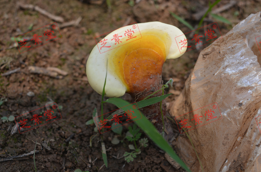 灵芝孢子粉的食用价值有什么？