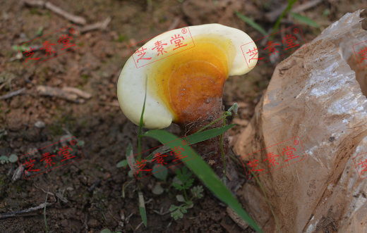 灵芝孢子粉每日服用量多少合适？