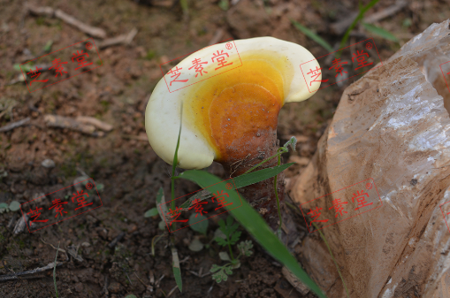 灵芝孢子粉作用有什么呢？