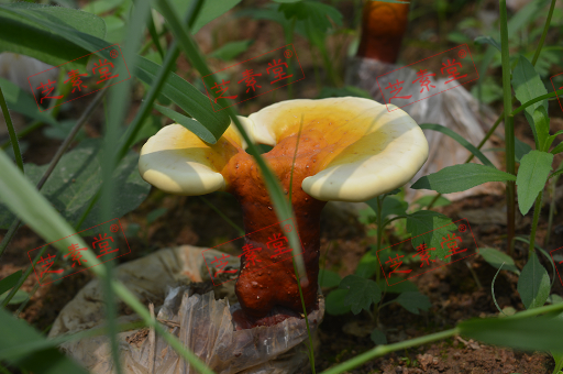 灵芝孢子粉食用方法是怎样的？