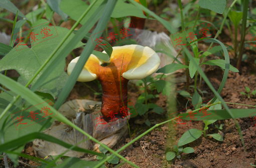 灵芝孢子粉多钱一斤呢？