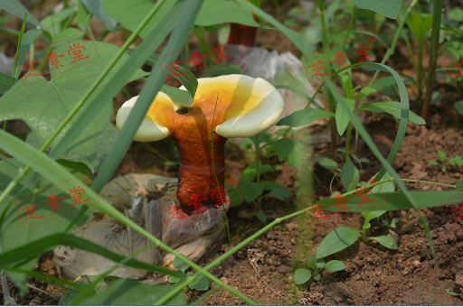 灵芝孢子粉的效果到底好不好？