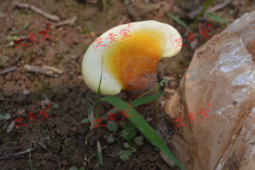 吃灵芝孢子粉对什么有好处呢？