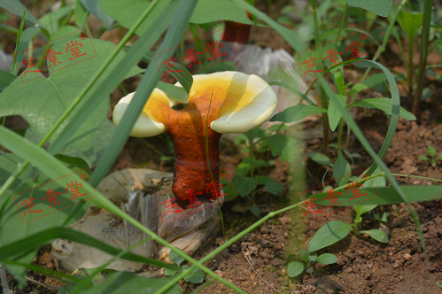 灵芝孢子粉好吗？