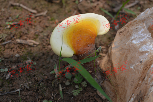 吃灵芝孢子粉不能吃啥呢？