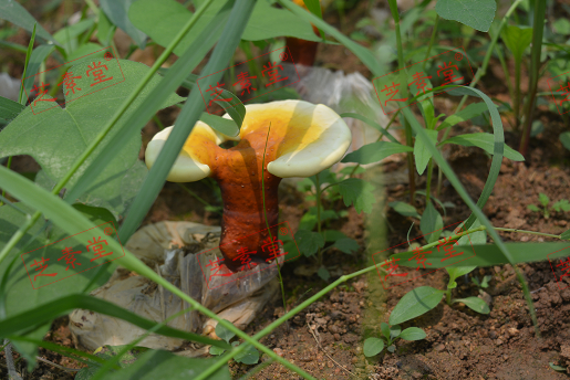 吃灵芝孢子粉好处你知道多少？