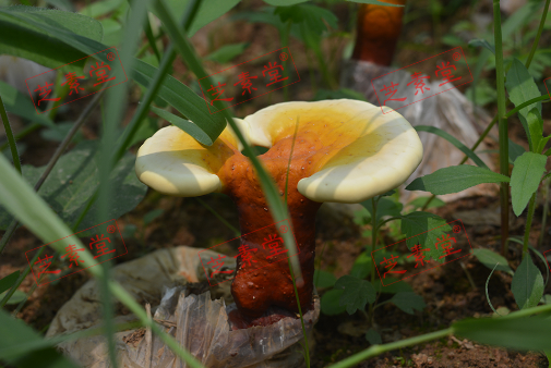 灵芝孢子粉每天吃多少量合适呢？