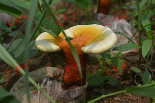 灵芝孢子粉怎么喝一天喝多少呢？