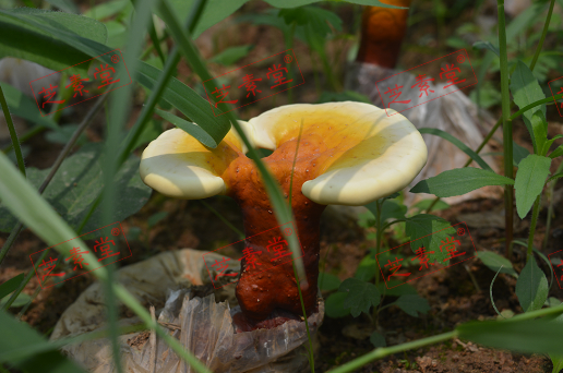 灵芝孢子粉可以冲水喝吗？