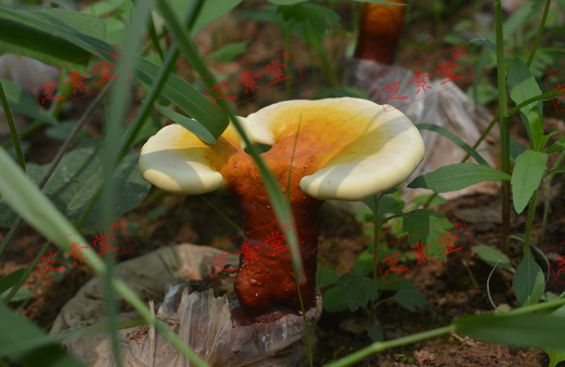 仙草灵芝孢子粉怎么样呢？