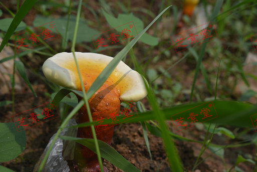 修正药业灵芝孢子粉价格多少呢？