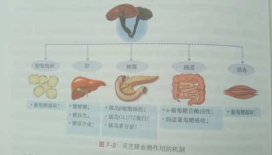 灵芝孢子粉对糖尿病的药理作用，如何选购灵芝孢子粉