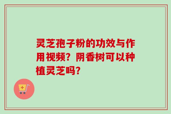 灵芝孢子粉的功效与作用视频？阴香树可以种植灵芝吗？