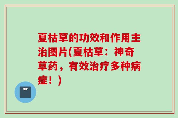 夏枯草的功效和作用主图片(夏枯草：神奇草药，有效多种症！)