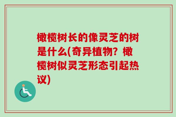 橄榄树长的像灵芝的树是什么(奇异植物？橄榄树似灵芝形态引起热议)
