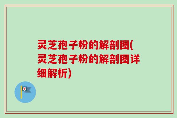 灵芝孢子粉的解剖图(灵芝孢子粉的解剖图详细解析)