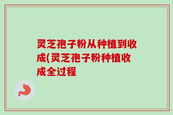 灵芝孢子粉从种植到收成(灵芝孢子粉种植收成全过程