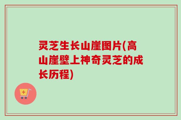 灵芝生长山崖图片(高山崖壁上神奇灵芝的成长历程)