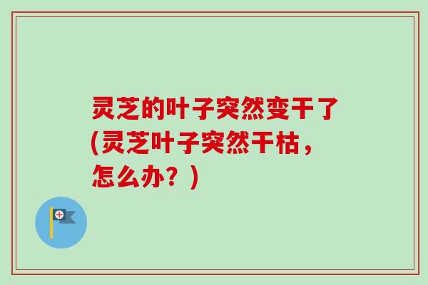 灵芝的叶子突然变干了(灵芝叶子突然干枯，怎么办？)
