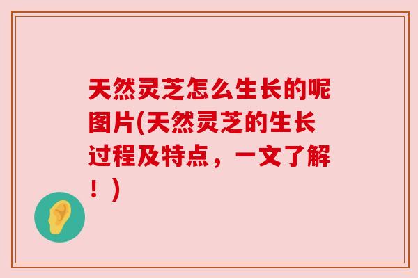 天然灵芝怎么生长的呢图片(天然灵芝的生长过程及特点，一文了解！)