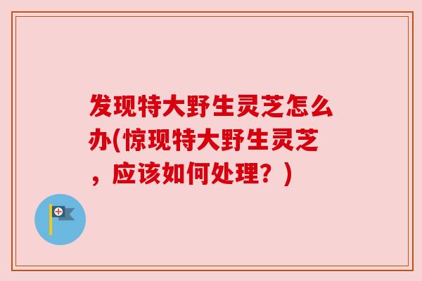 发现特大野生灵芝怎么办(惊现特大野生灵芝，应该如何处理？)