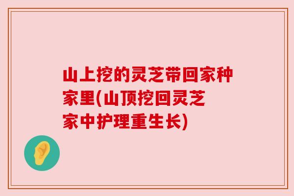 山上挖的灵芝带回家种家里(山顶挖回灵芝 家中护理重生长)