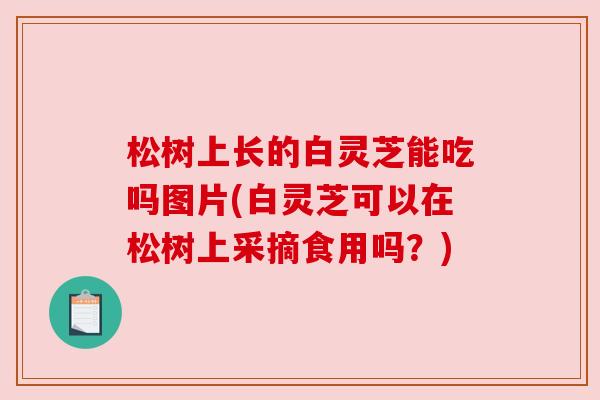 松树上长的白灵芝能吃吗图片(白灵芝可以在松树上采摘食用吗？)