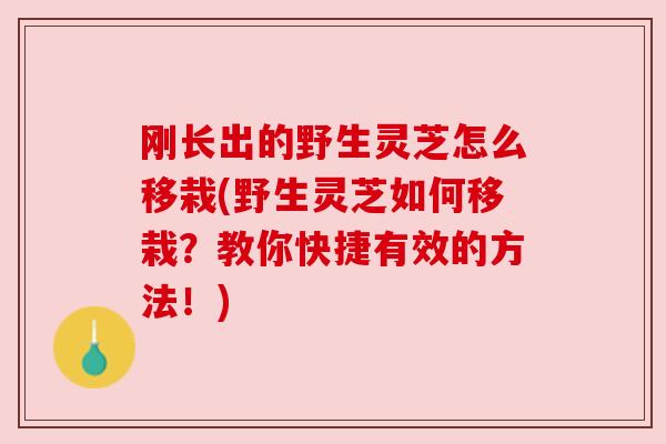 刚长出的野生灵芝怎么移栽(野生灵芝如何移栽？教你快捷有效的方法！)