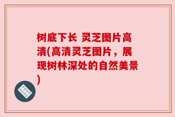 树底下长 灵芝图片高清(高清灵芝图片，展现树林深处的自然美景)