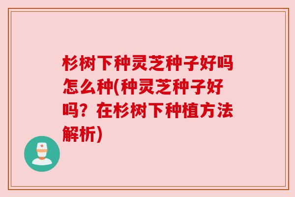 杉树下种灵芝种子好吗怎么种(种灵芝种子好吗？在杉树下种植方法解析)