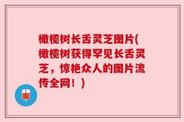 橄榄树长舌灵芝图片(橄榄树获得罕见长舌灵芝，惊艳众人的图片流传全网！)