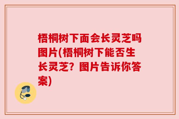 梧桐树下面会长灵芝吗图片(梧桐树下能否生长灵芝？图片告诉你答案)